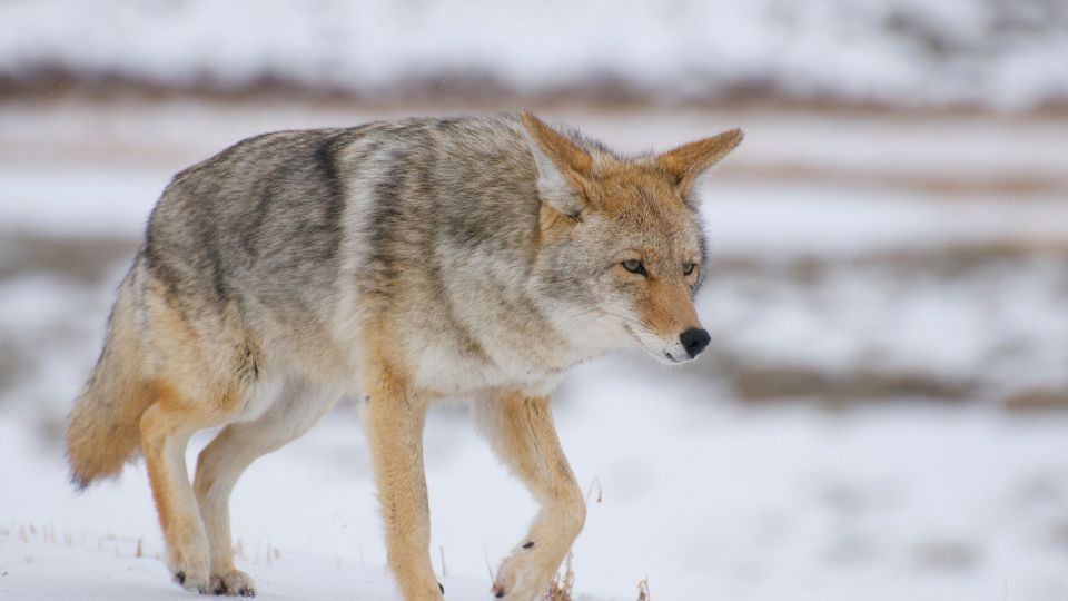 coyote walking in a snowy landscape