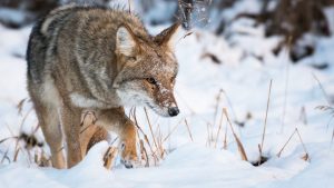 What Do Coyote Tracks Look Like: Identification & Pictures