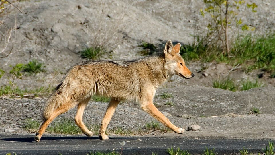 coyote treading near a paved path