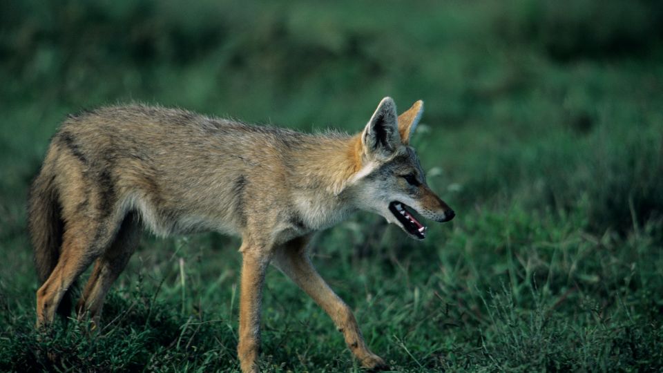 coyote prowling around