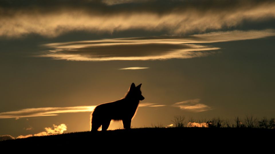 coyote silhouette against a dusky sky