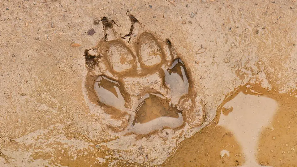 coyote paw print in mud