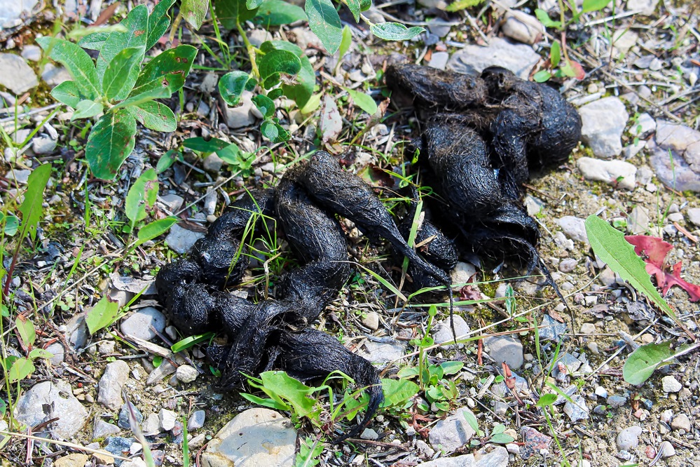 coyote scat with the poop sitting on gravel and some weeds