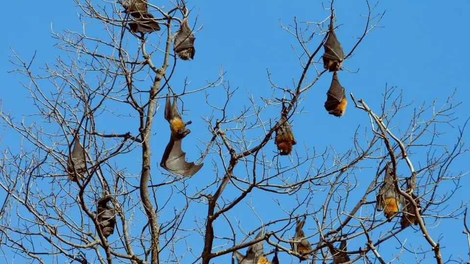 bats hanging upside-down in a tree without leaves