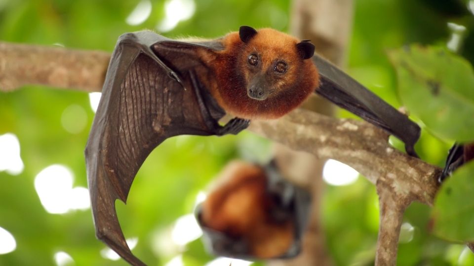 Flying fox bat in hanging in the canopy of a tree