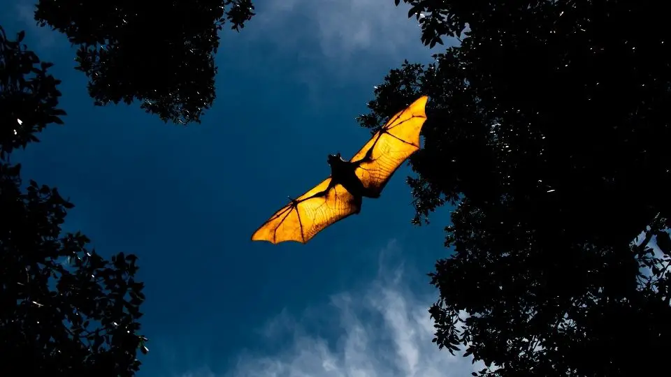 bat flying with its wings outstretched, made translucent against the light of duck