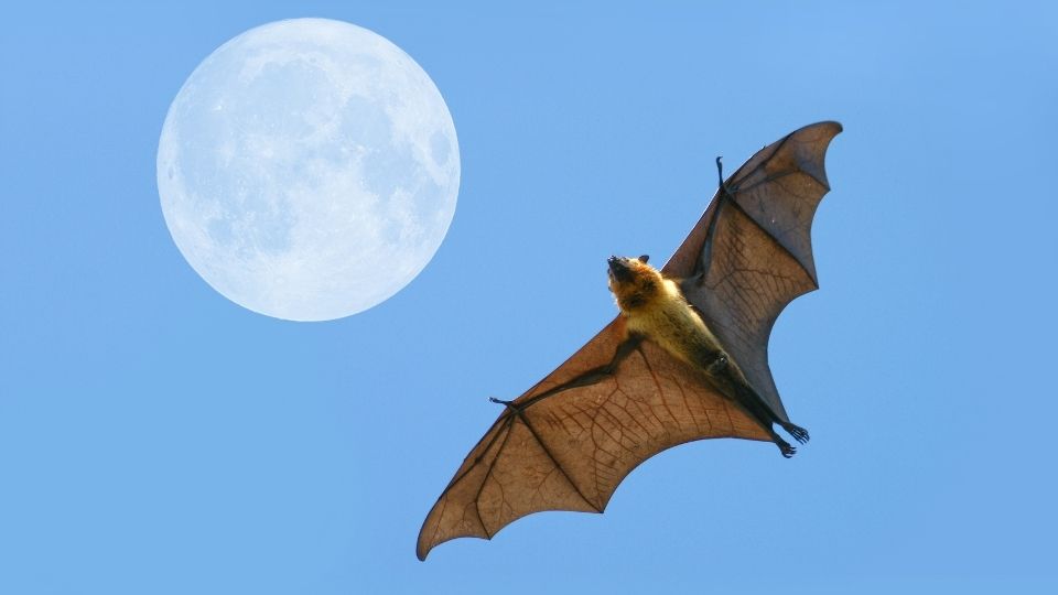 flying fox bat 6