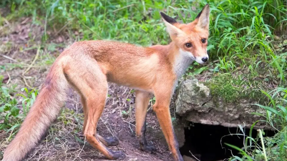 fox den entrance with a fox