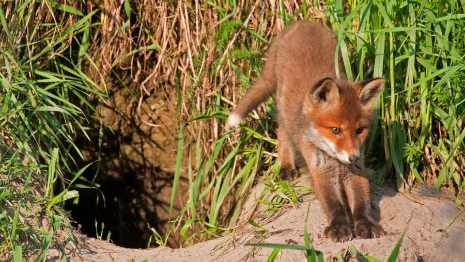 large fox hole with baby fox stretching next to it