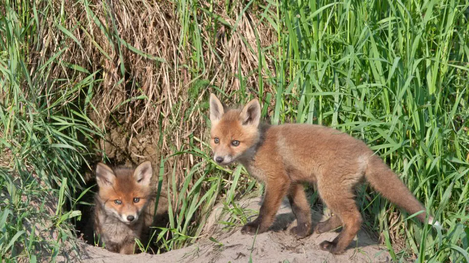 baby foxes in a fox hole
