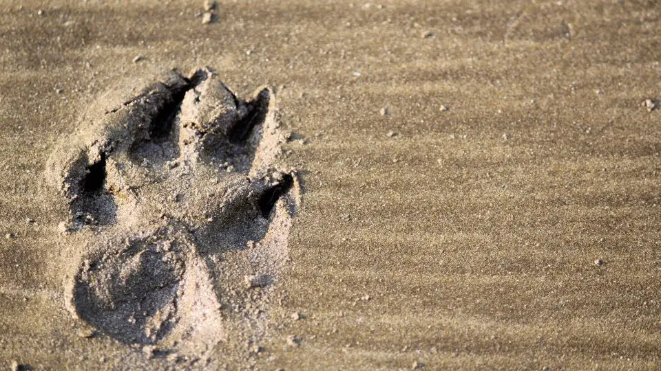 fox tracks in sandy soil