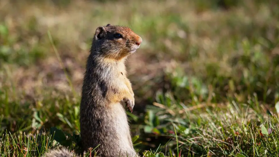 gopher standing tall in a field of medium grass