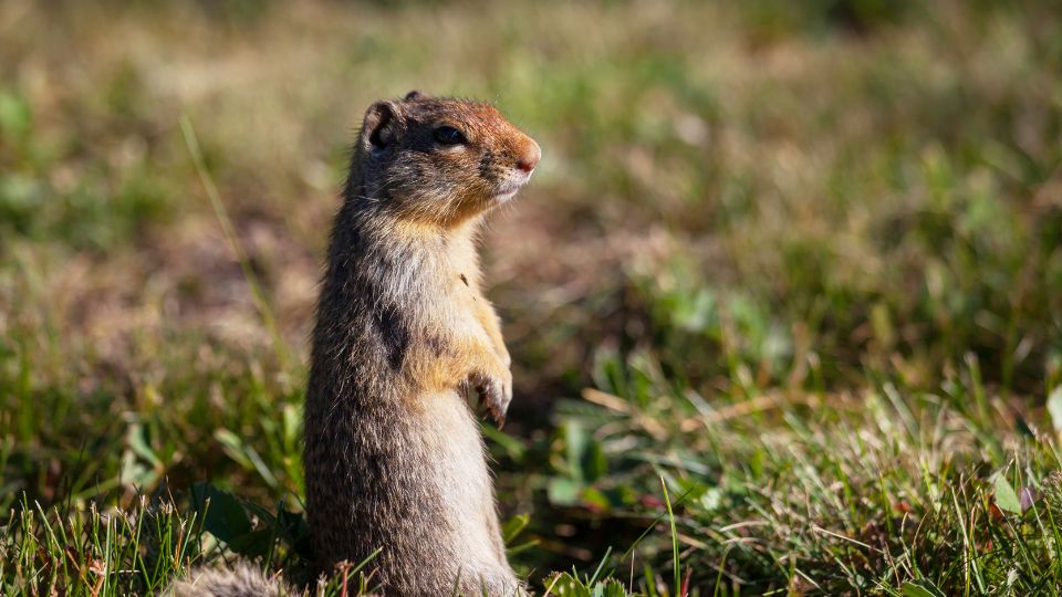 gopher standing in a field of green and brown grass