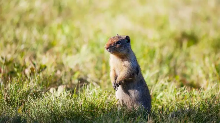 Identifying Gopher Holes & Mounds: Guide & Pictures