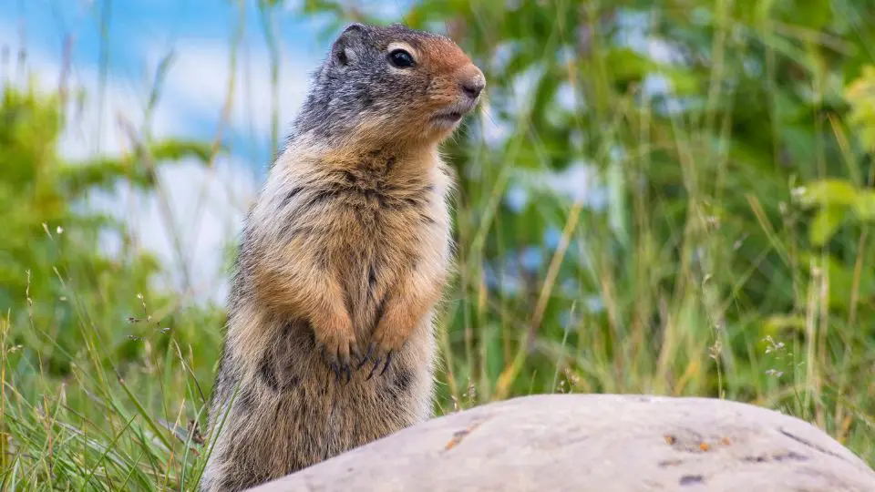 gopher standing up near a rock in tall grass