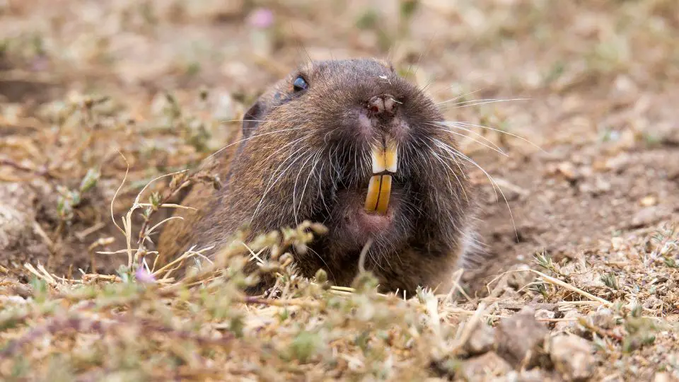 gopher  popping its head out from the ground and showing its large yellow teeth