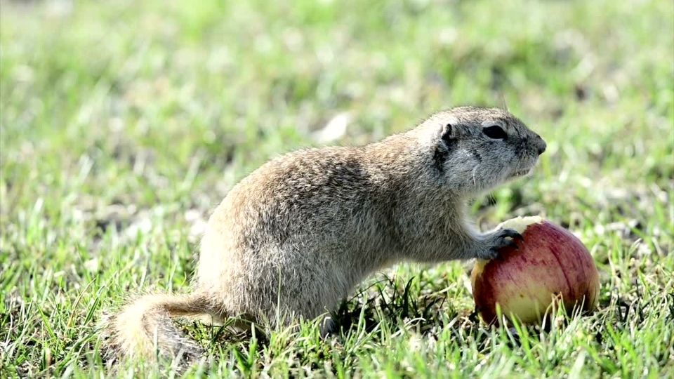 ground squirrel in a grassy field holding an apple