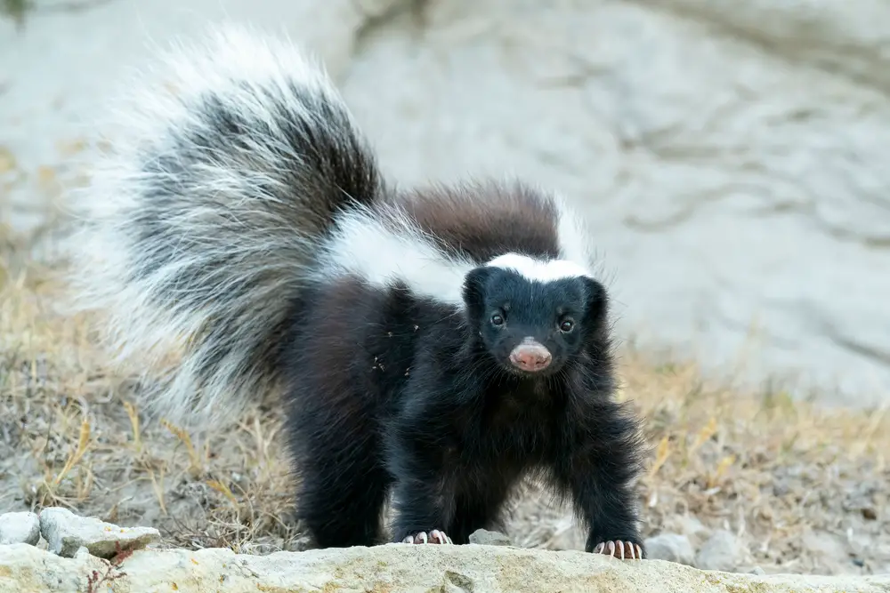 hog nosed skunk on a rock near dry grass