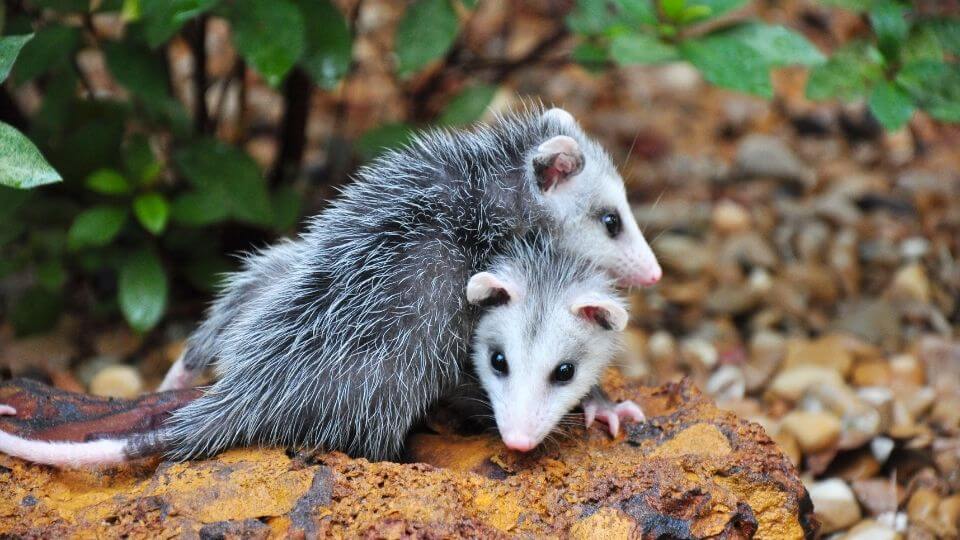 two opossums snuggling