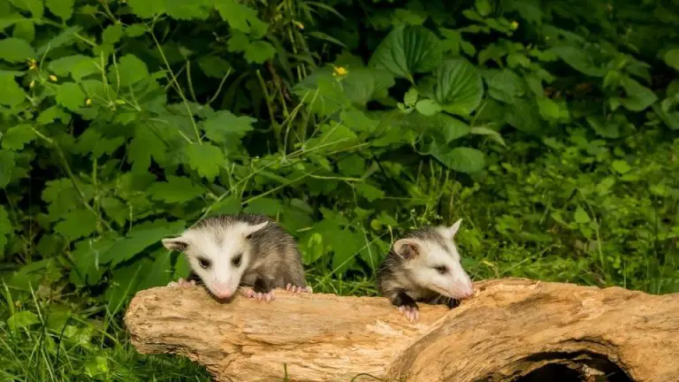 Do Possums Dig Holes How To Identify Opossum Holes