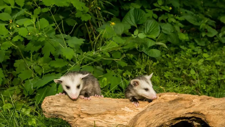 opossum babies on a log surrounded by brush