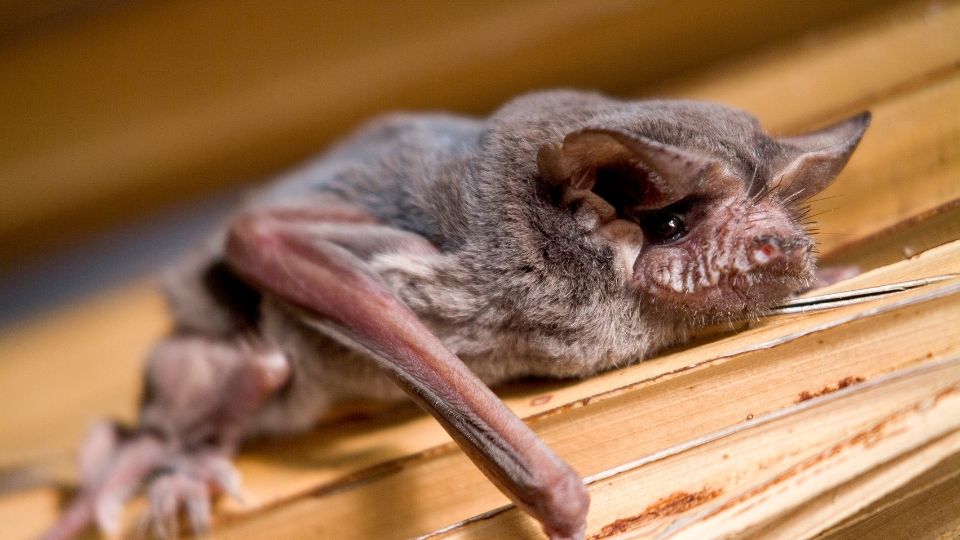 mexican free-tailed bat on a dried palm leaf
