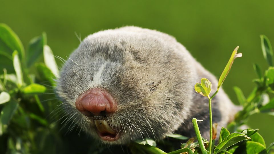 grey colored mole near grass