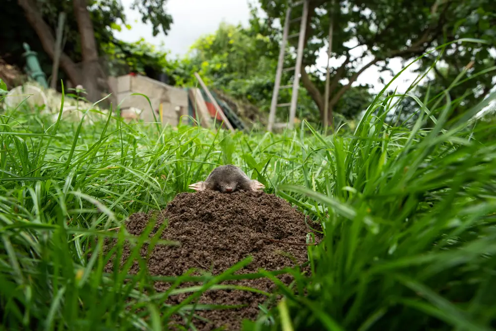 mole on a mound with construction in background beyond grass