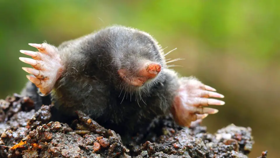 mole coming out of a hole