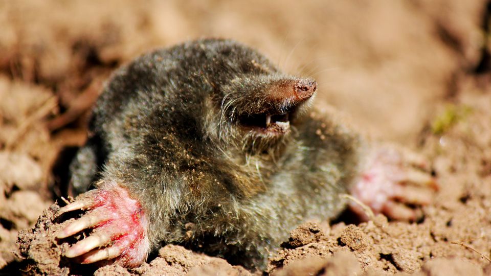 mole coming out of the ground