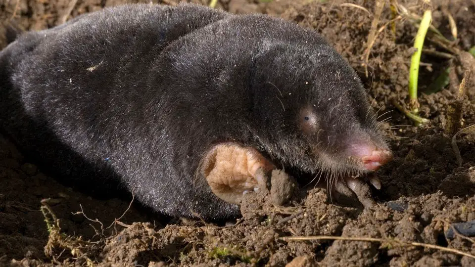 mole above ground