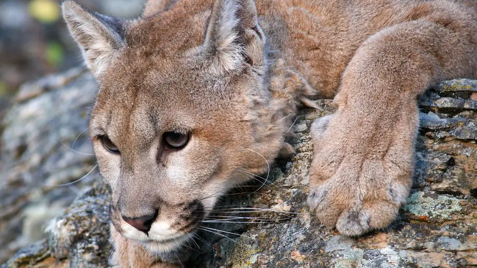 mountain lion laying its head on a rock