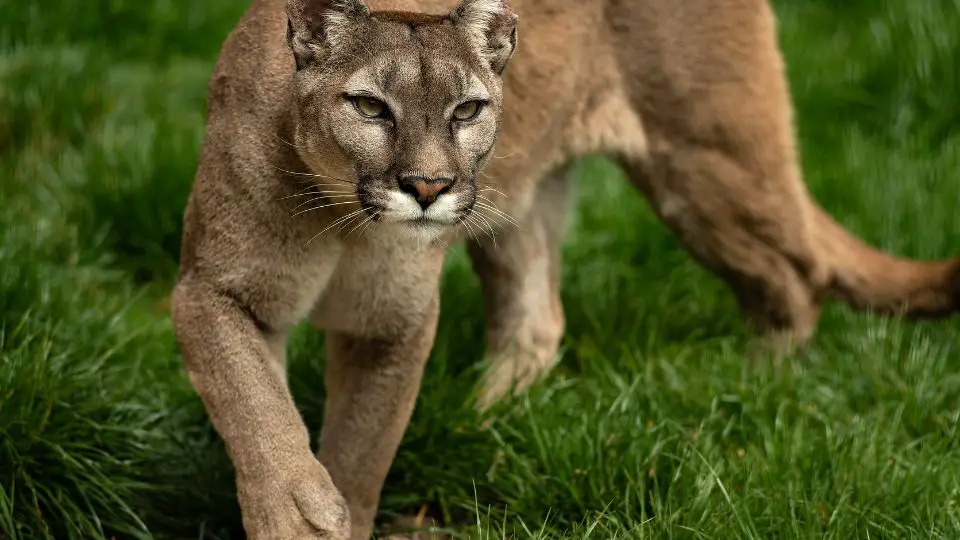 mountain lion prowling like a cougar in green grass