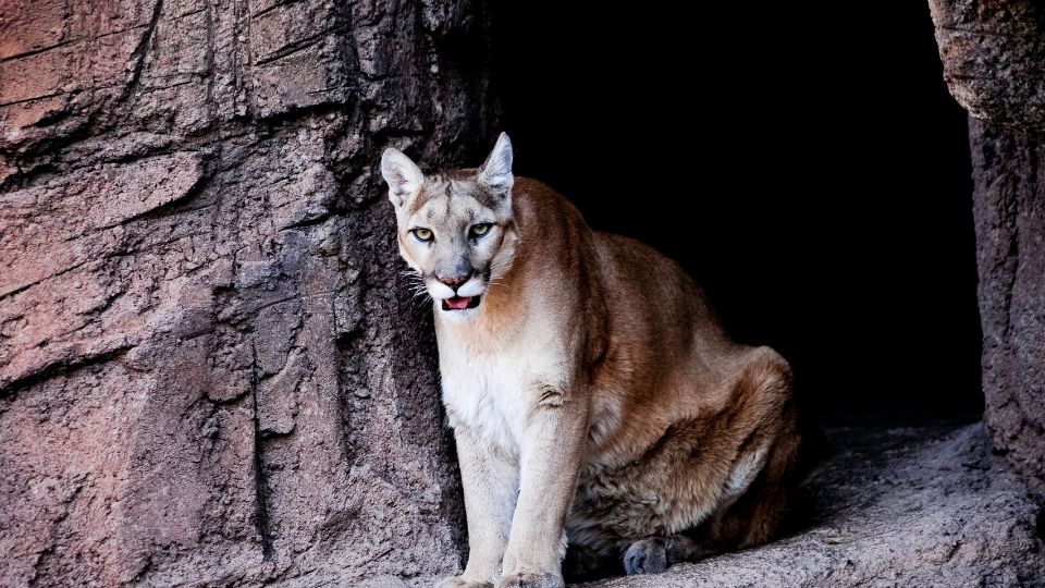 cougar at the entrance to a cave den