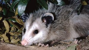 What Does Opossum Poop Look Like: Identification & Pictures