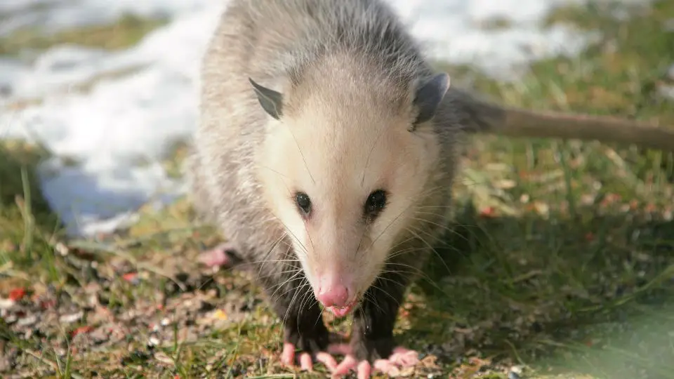 opossum on the snowy ground