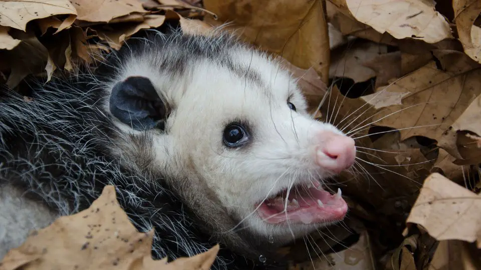 opossum looking back in a pile of dried leaves
