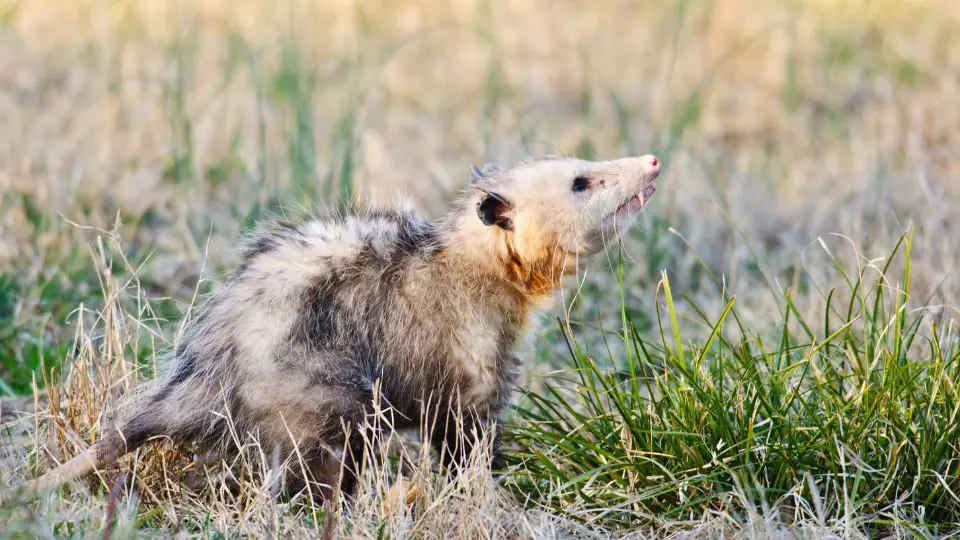 Opossum sniffing with its nose in the air in dried grass