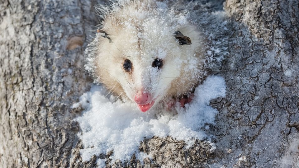 opossum in a tree nook covered in snow
