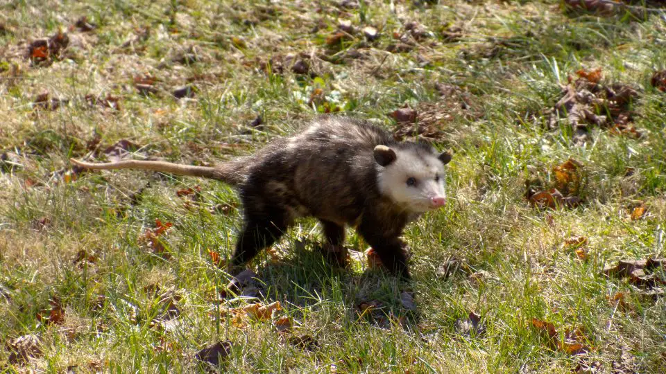 opossum walking in a field with brown leaves