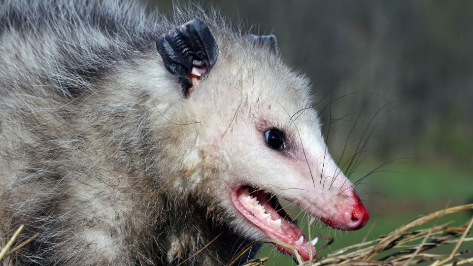opossum close up