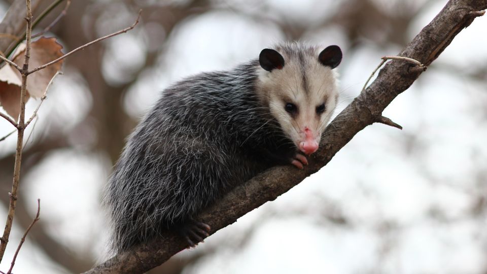 opossum on a diagonal tree branch in fall