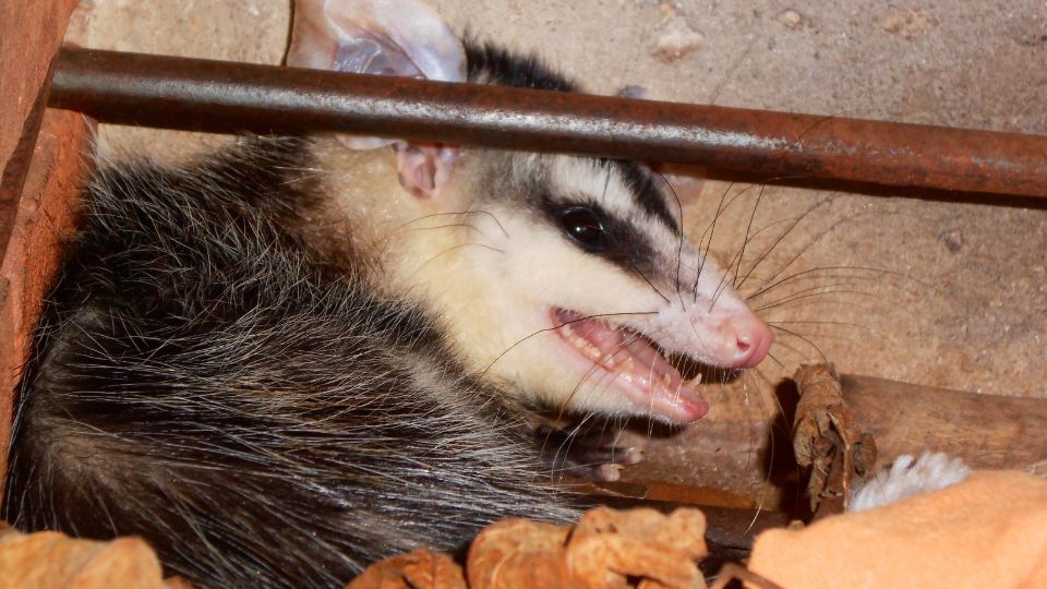 opossum inside a wall