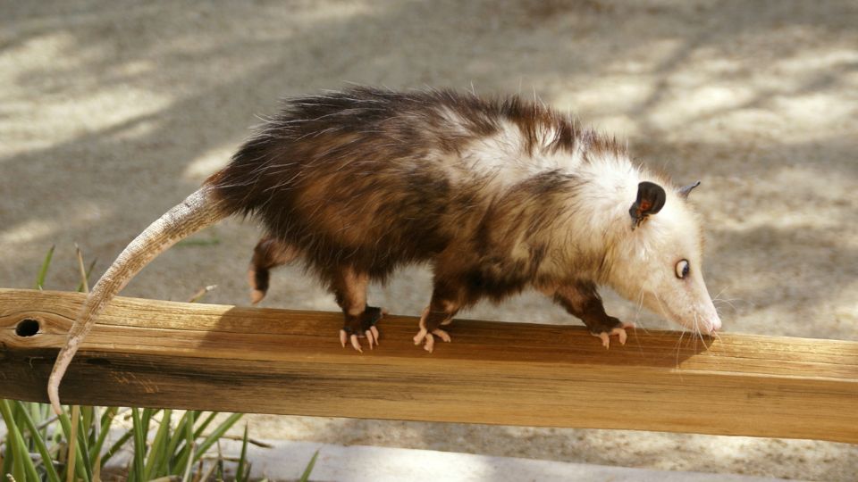 opossum walking across a wood fence beam