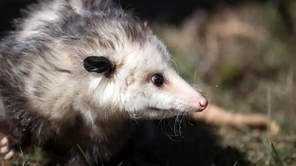 Do opossums hibernate