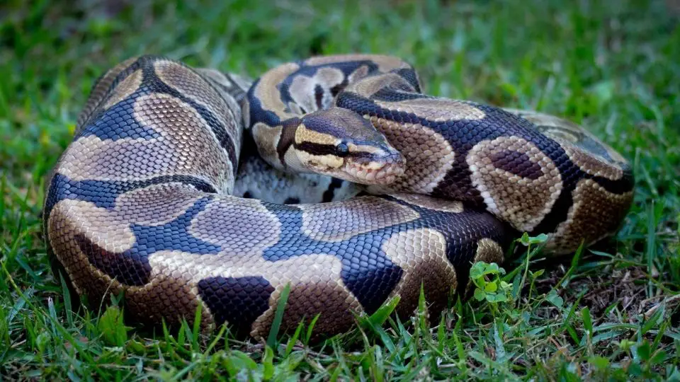 Python coiled in the grass