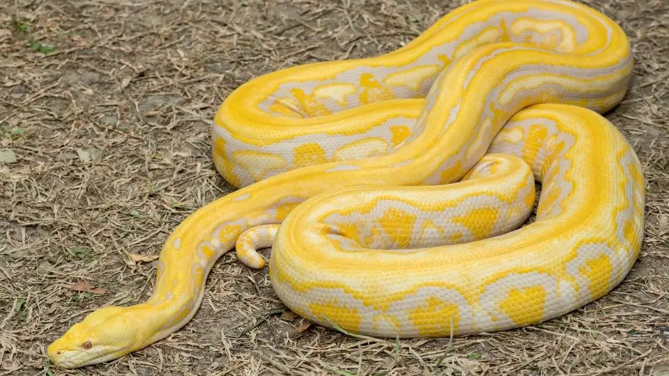 albino python with yellow and white markings coiled on dry grass