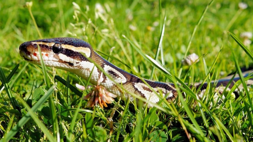 python's head in medium height green grass