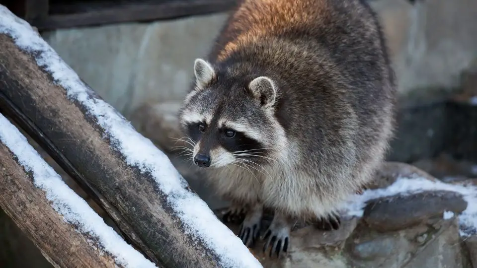 raccoon 1