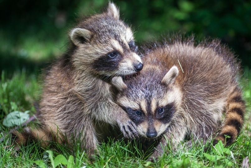 two baby raccoons